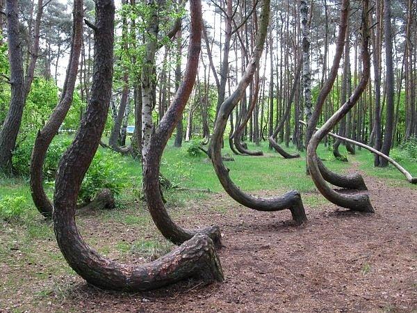 1. Hoia Baciu Ormanı, Romanya