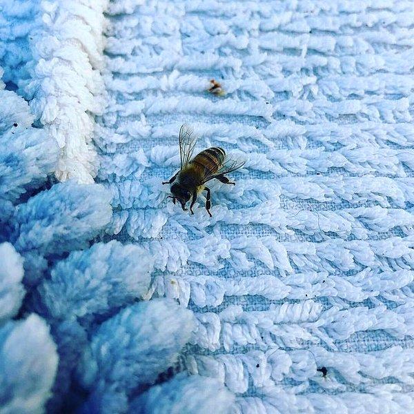16. "Avustralya'da bugün hava 45 derece ve annem arılar su içebilsin diye dışarı ıslak havlu koydu."