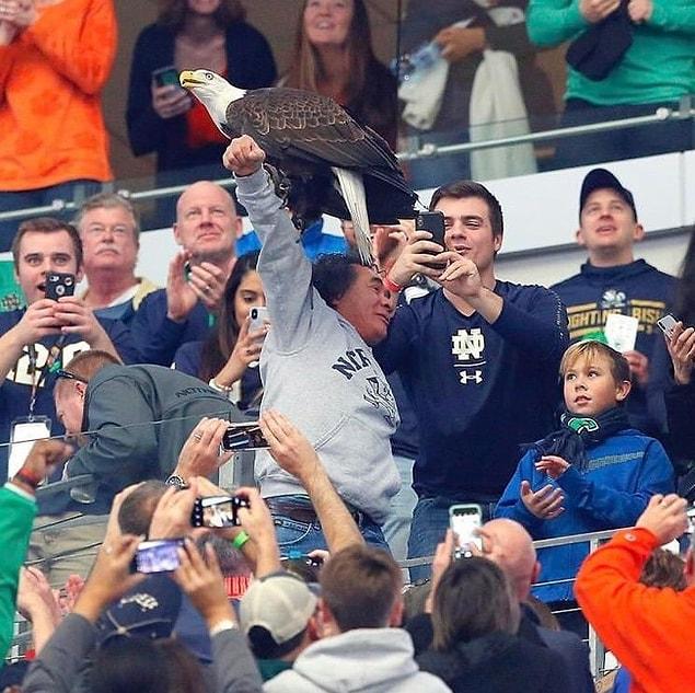 4. "A bald eagle lands on a fan during a college football game."