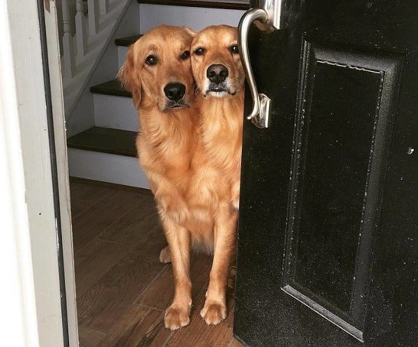 3. Это песик с двумя головами? 😍