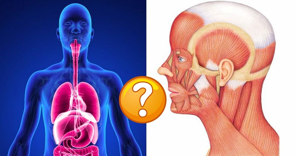 Тест по базовой анатомии: Если вы не наберете хотя бы 10/14, то зря ходили на уроки биологии