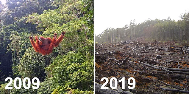 Вот к чему приводит неконтролируемая вырубка лесов.