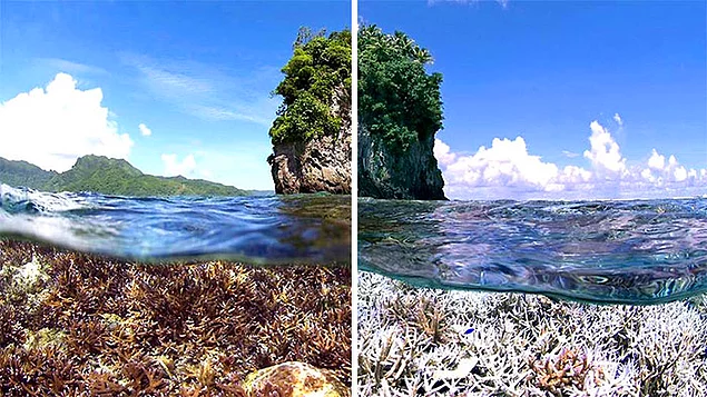 Загрязнение среды также приводит к изменению морских растений.