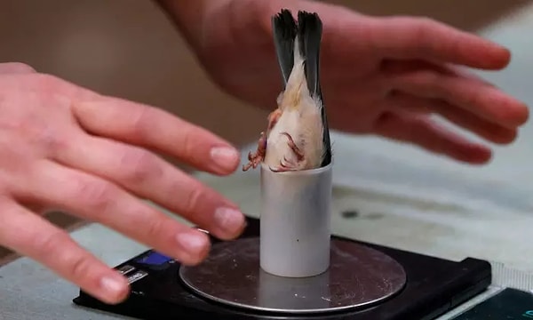 5. На тот случай, если вы когда-нибудь интересовались, как зоологи взвешивают птиц