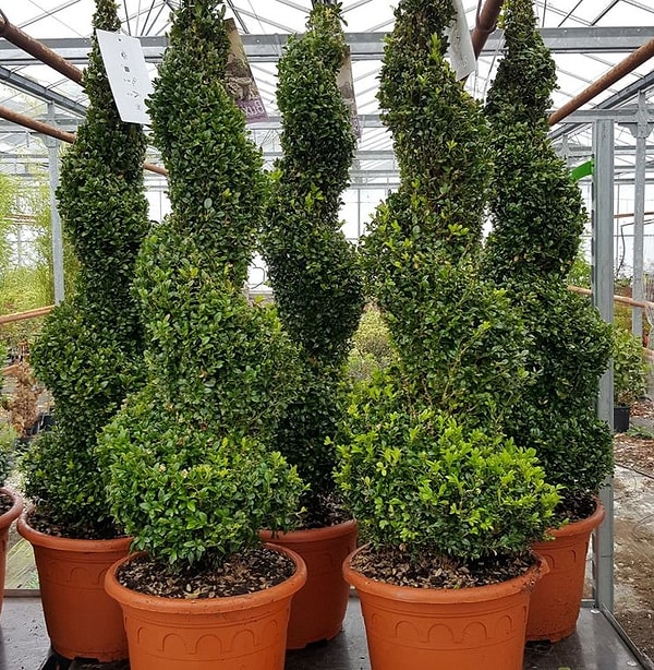 Нет, вы не бревно. Вы зеленый кустик