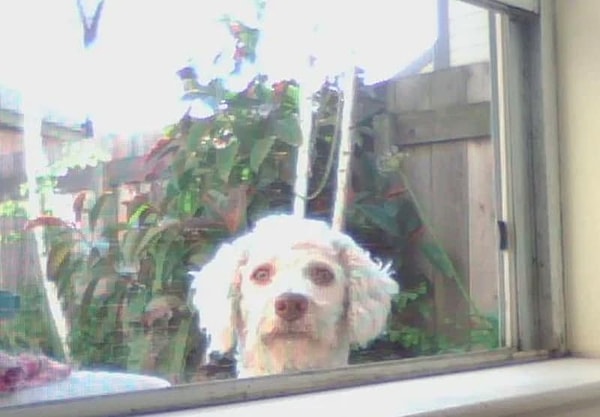 15. Подумаешь: просто собака с человеческими глазами.