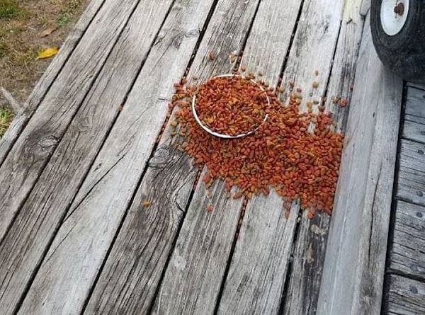 8. "Пьяный я покормил кота"