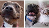19 Super Cute Pit Bull Pictures That Are Guaranteed To Make Your Day Better!