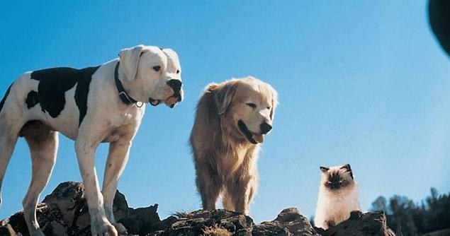 4. Homeward Bound: The Incredible Journey