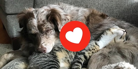 Как кошка с собакой: 25 парочек лучших друзей, которые размягчат ваше зачерствевшее сердце