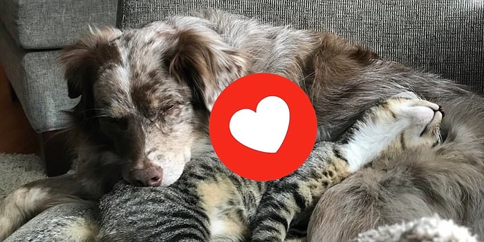 Как кошка с собакой: 25 парочек лучших друзей, которые размягчат ваше зачерствевшее сердце