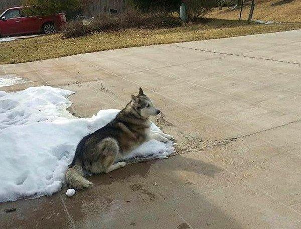 9. "Komşuların köpeğimin bütün kış boyunca dışarıda olması için havanın çok soğuk olduğu konusunda şikayetçiydiler. Onlara bunu gönderdim."