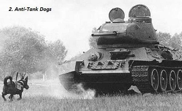 10. Sovyet güçleri üzerine patlayıcı bağlanmış köpekleri tanklara karşı silah olarak kullanıyorlardı. Arada sıradaysa köpekler geriye koşup Sovyetler'in arasında patlardı.