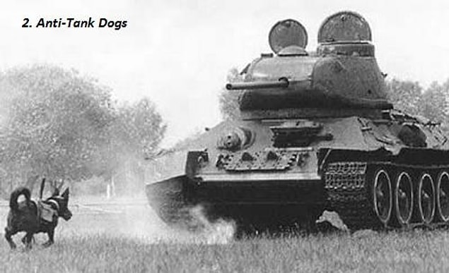 10. Sovyet güçleri üzerine patlayıcı bağlanmış köpekleri tanklara karşı silah olarak kullanıyorlardı. Arada sıradaysa köpekler geriye koşup Sovyetler'in arasında patlardı.