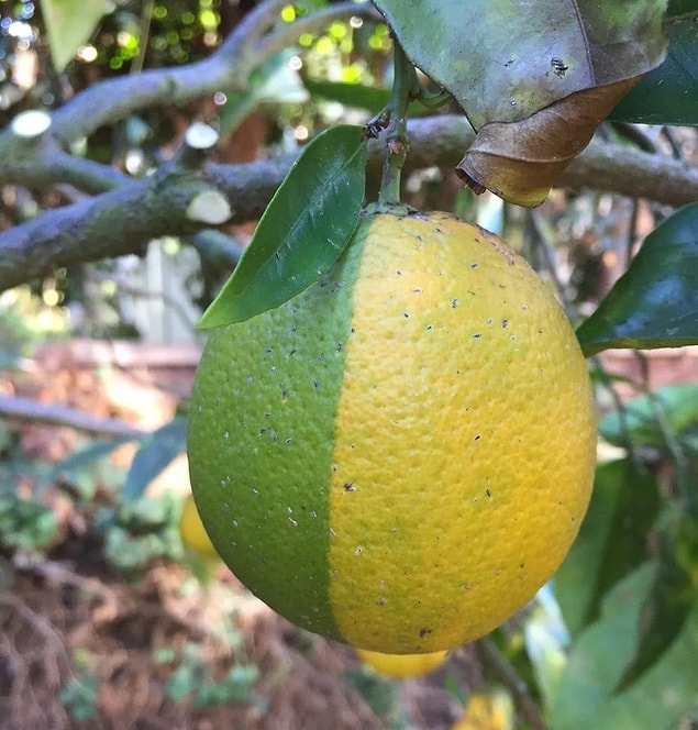 6. Lime ve limon melezi!
