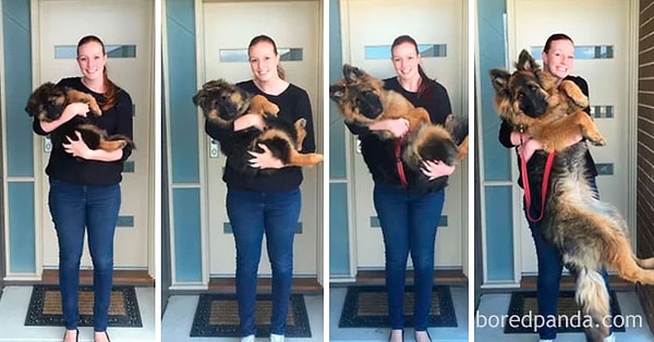 22. На первом фото ему 8 недель, а на последнем - 8 месяцев