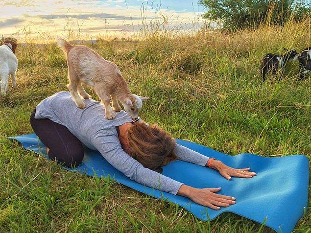 16. Oregon'da ise insanlar keçilerle yoga dersi alırlar. Bu dersler o kadar popüler ki, derslerin bekleme listesinde yaklaşık 900 kişi bulunur.