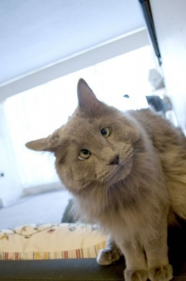 4. Откуда цитата "Чуть что - так сразу косой"?