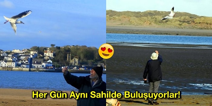 Vefa Bu Olsa Gerek! 80 Yaşındaki Adamı Hayatını Kurtardığı İçin 12 Yıl Boyunca Her Gün Ziyaret Eden Martı