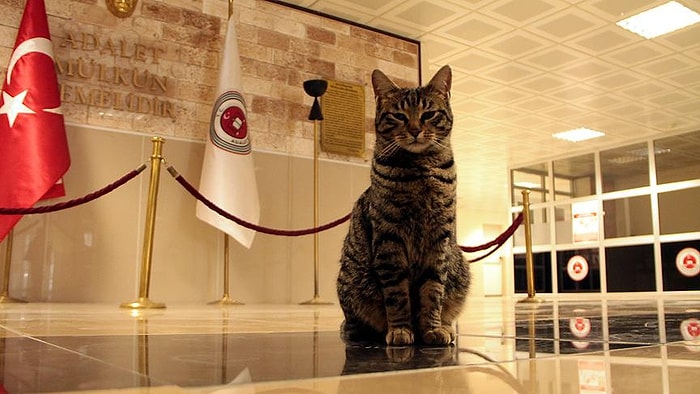 Isınmak İçin Sığınmıştı: 'Kedi Adalet' Amasya Adliyesi'nin Maskotu Oldu ve Yeni Yuvasında Mutlu