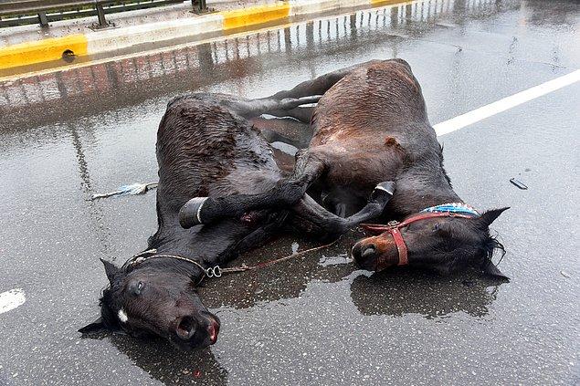 Yerde süre yatan atlar vatandaşların yardımıyla ayağa kaldırıldı ve yolun kenarına getirildi.