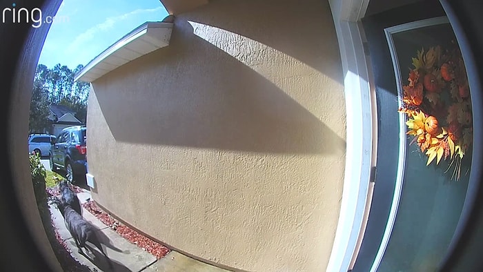 İnme Geçiren İnsan Dostları İçin Sokağa Çıkıp Havlayarak Dikkat Çeken Köpekler, Kadının Hayatını Kurtardı!