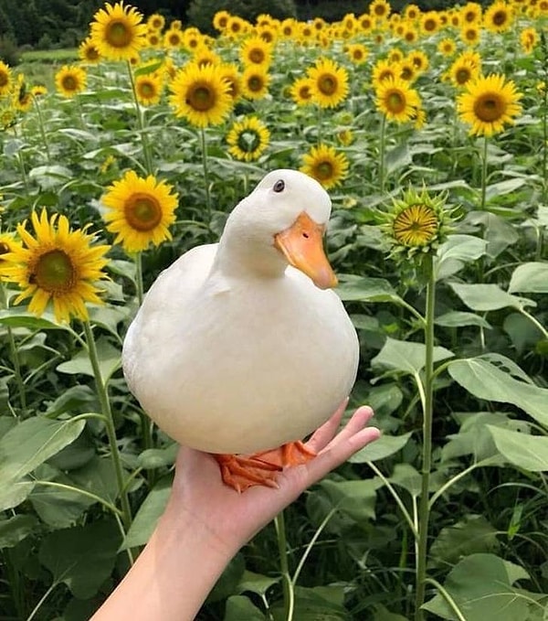 25. Когда наконец-то научила парня снимать тебя для Инстаграма