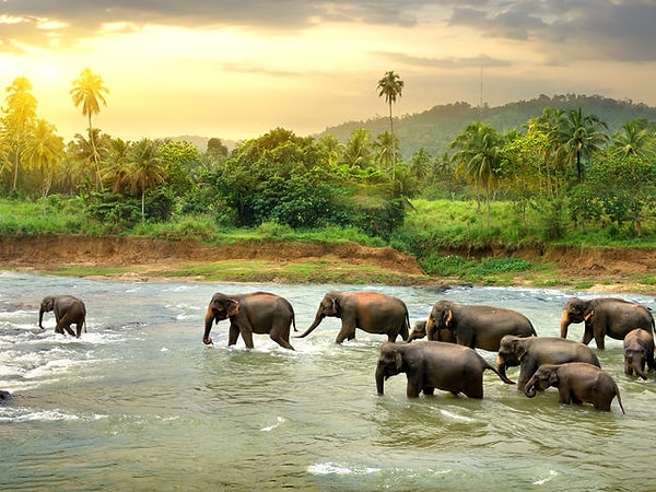 6. А на каком из этих языков НЕ говорят в Шри-Ланке?