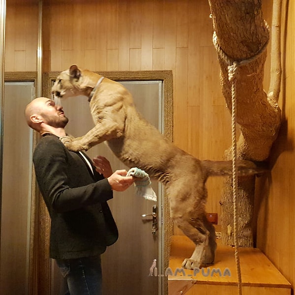 7. Хотя для домашнего животного размерчик по-прежнему впечатляющий!