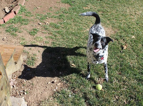 10. А это котопес. Тот самый, из мульта