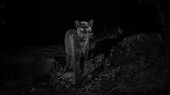 100 Yıl Aradan Sonra İlk Defa Kenya'da Görüldü! Son Derece Ender Bir Tür Olan Siyah Leoparın Muhteşem Fotoğrafları