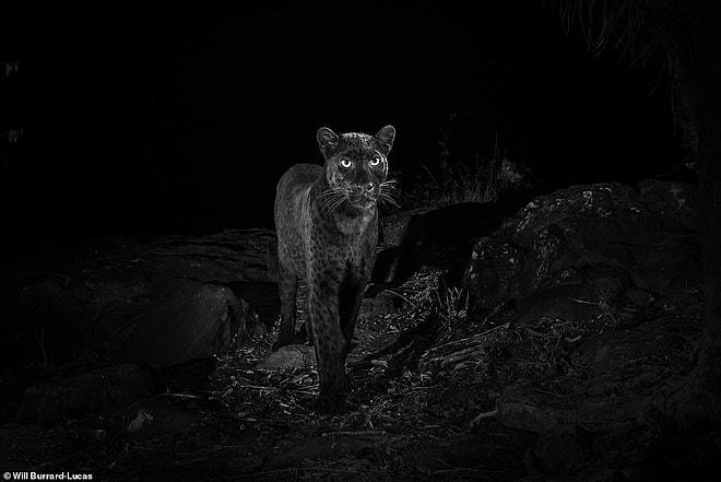 100 Yıl Aradan Sonra İlk Defa Kenya'da Görüldü! Son Derece Ender Bir Tür Olan Siyah Leoparın Muhteşem Fotoğrafları