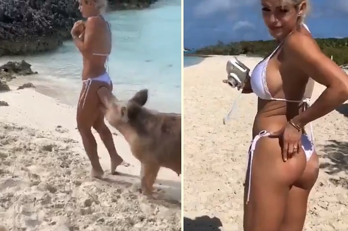 Cool Fotoğraf Çekileceğim Derken Domuz Tarafından Poposundan Isırılan Model