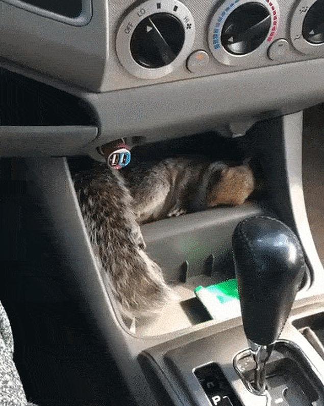2. “That feeling when you’re getting in your car and notice a squirrel there”
