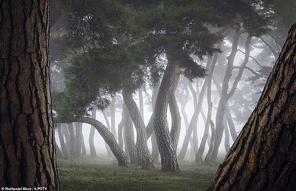 20. Kore'den Nathaniel Merz ise Güney Kore'deki Imhan-ri'de çektiği bu fotoğrafı çerçevelemek için iki ağacı kullanmış.