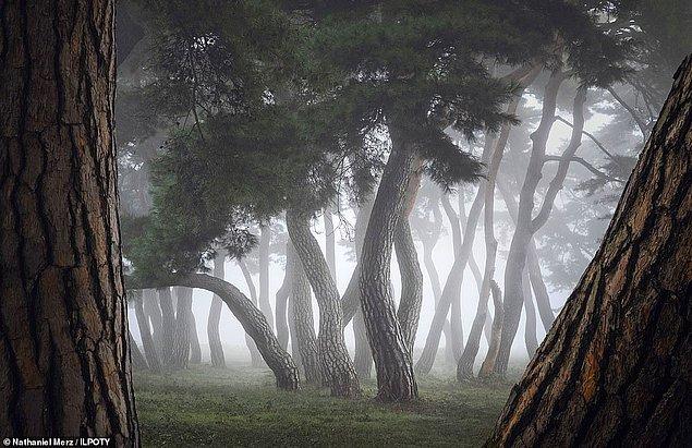 20. Kore'den Nathaniel Merz ise Güney Kore'deki Imhan-ri'de çektiği bu fotoğrafı çerçevelemek için iki ağacı kullanmış.