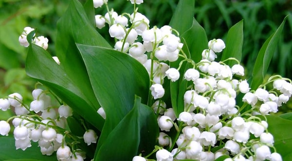 Вы пахнете, как ландыши!