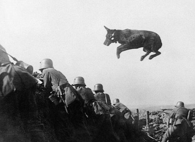 Bir Alman savunma köpeği;
