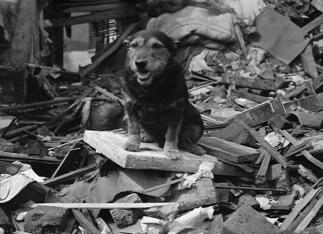 Arama Kurtarma Köpeği: Rip