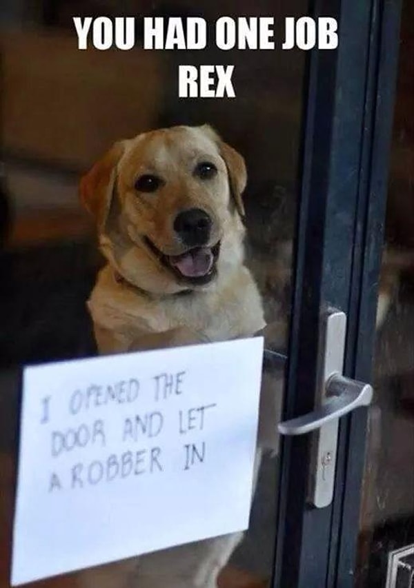 21. У тебя была только одна задача, Рекс!