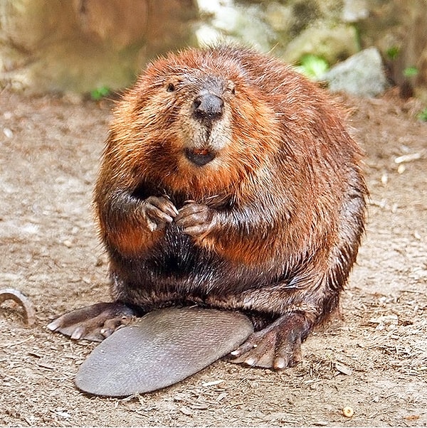 11. В качестве ингредиента чего используется бобровый мускус?