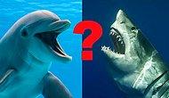 Тест: Кто вы - зубастая акула или добрый дельфин?