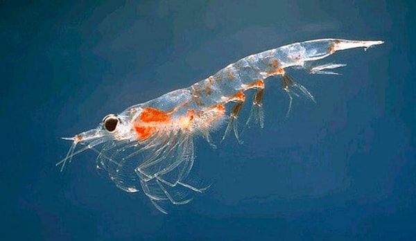 8. Криля или муравьев?