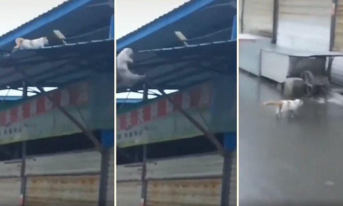 4 Ayak Üstüne Düşüp Hiçbir Şey Olmamış Gibi Yoluna Devam Eden Kedinin Aşırı Karizmatik Görüntüsü