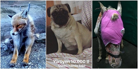 Türkiye Hayvanlar İçin Cehennem mi? Dört Ayaklı Dostlarımıza Gün Yüzü Göstermediğimizi Kanıtlayan Olaylar