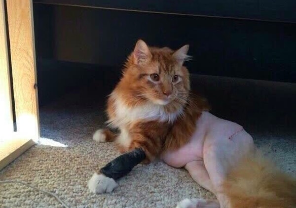 10. И зачем только так уродовать животных?