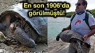 100 Yılı Aşkındır Nesli Tükendiği Düşünülen Dev Kaplumbağa Türü Galapagos Adaları'nda Bulundu!