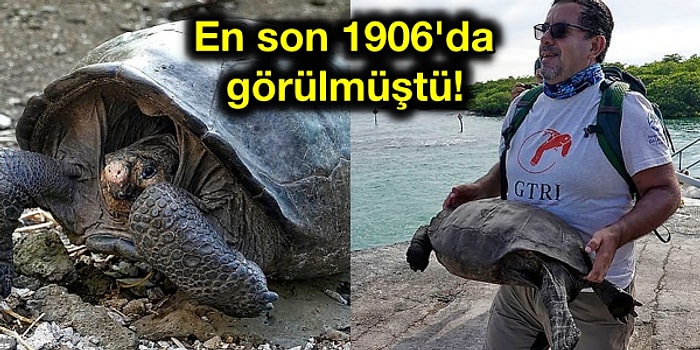 100 Yılı Aşkındır Nesli Tükendiği Düşünülen Dev Kaplumbağa Türü Galapagos Adaları'nda Bulundu!