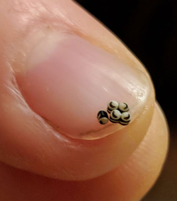 5. Моя девушка нашла это в своем ужине. Это какие-то семена?