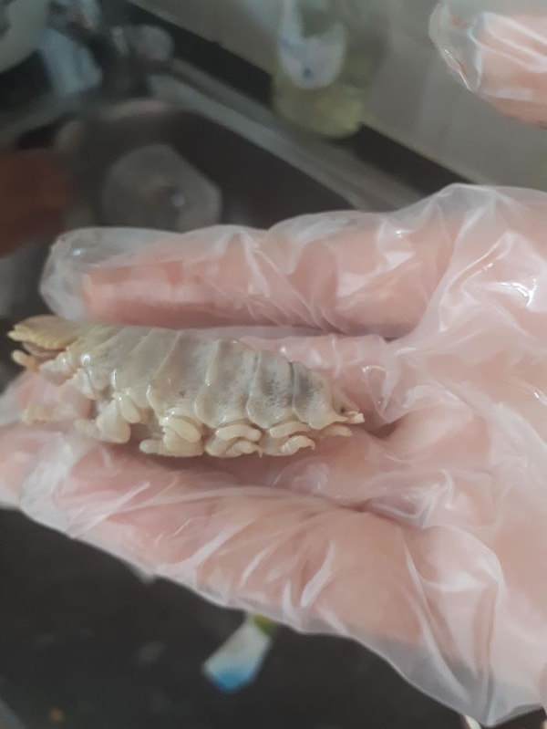 11. Моя сестра нашла это, когда чистила рыбу. Это было во рту, а в желудке - поменьше. Кто-нибудь знает, что это такое?